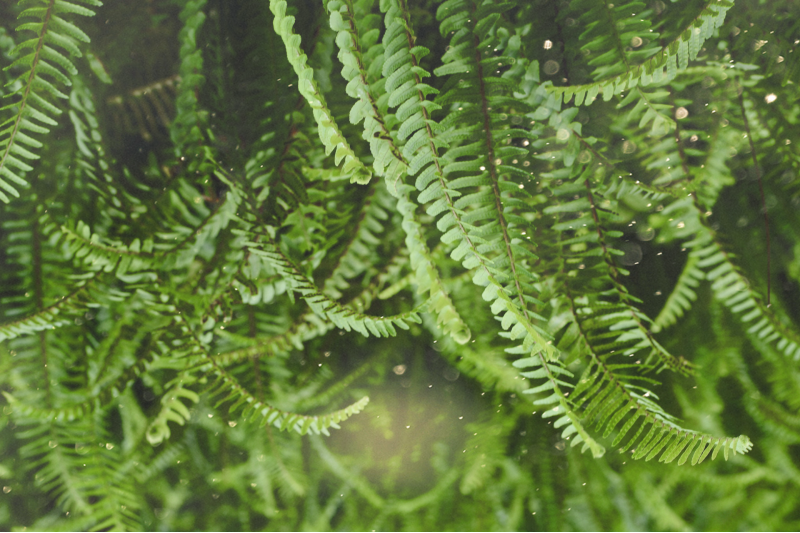 Ferns in The Array