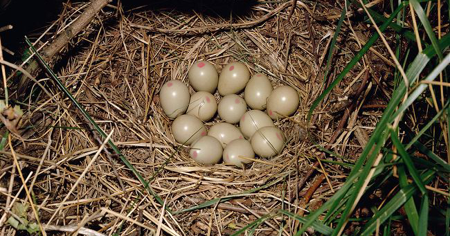 Feathered Snake Eggs