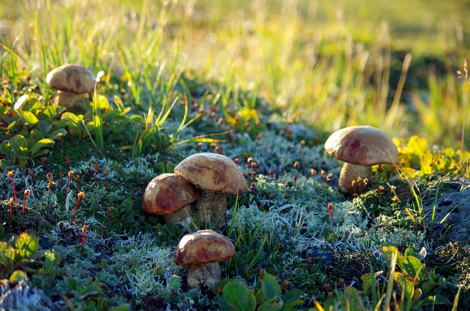 funghi growing in Tal