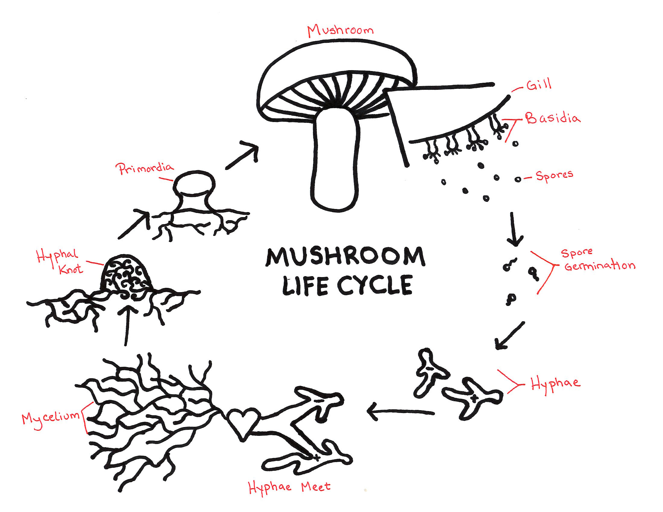 Mushroom life cycle