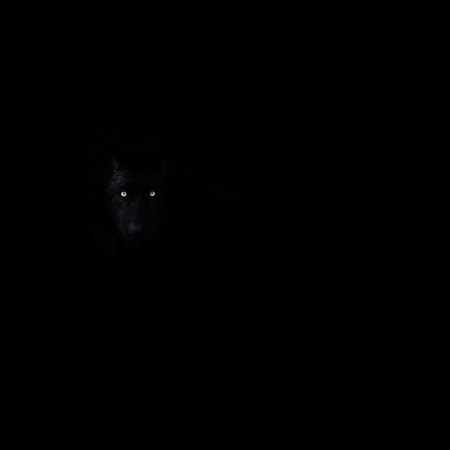 Blackened Dire Wolf