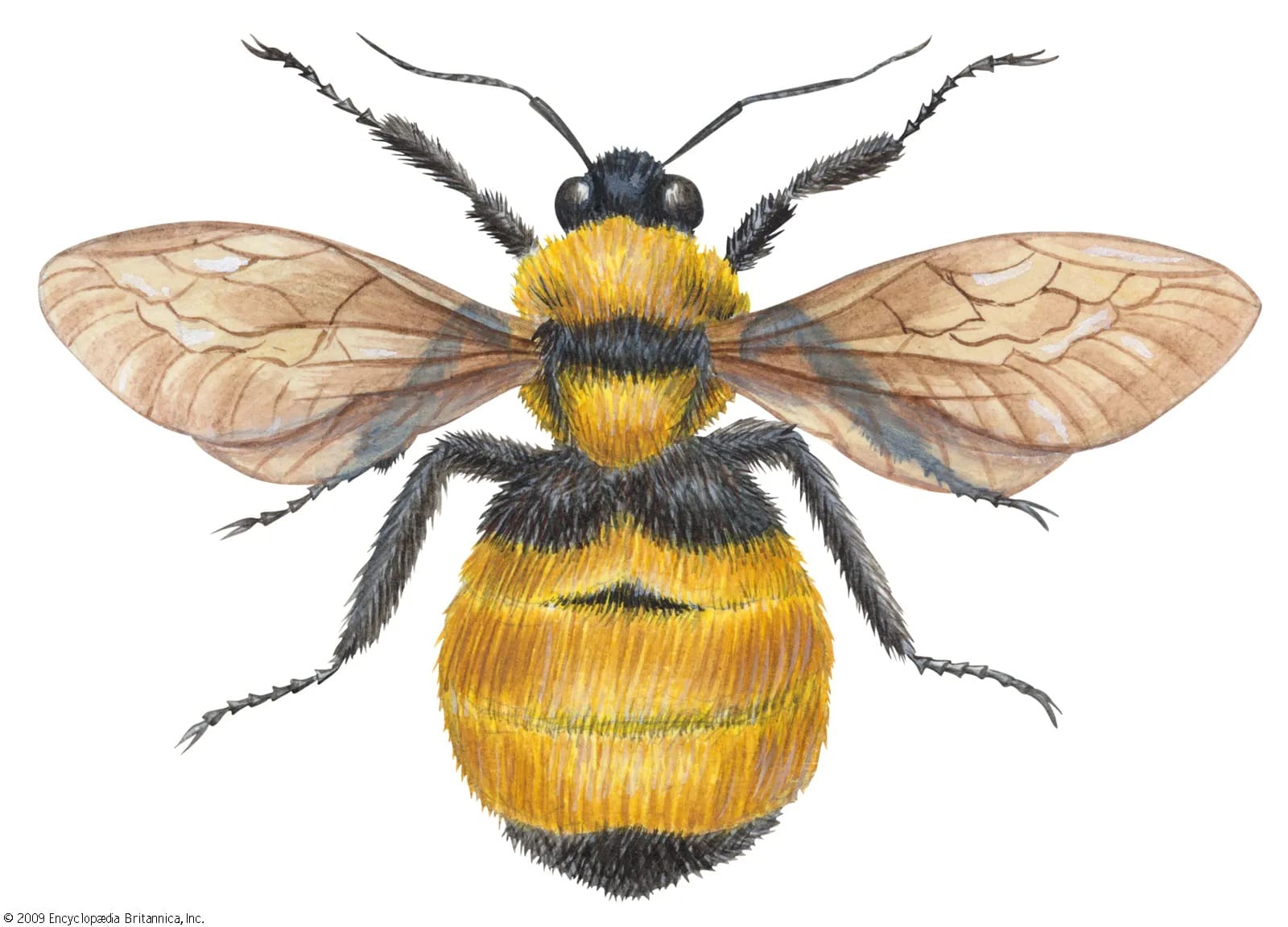 Drawing of a bumble bee