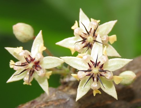Cacao flowers - small, white flowers with 5 petals and dark red inside