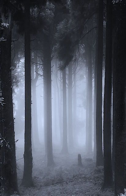fogforest