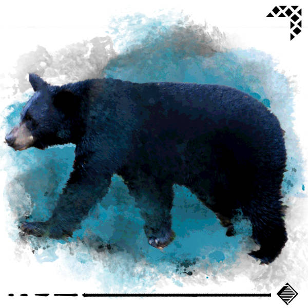 bear.jpg