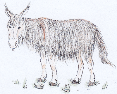 Woolly donkey
