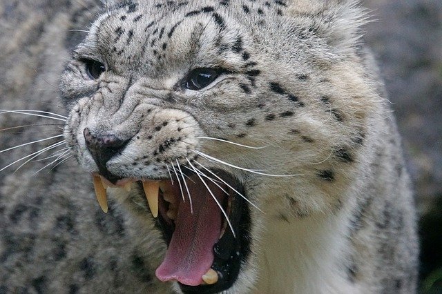 Snow leopard baring its teeth and likely growling