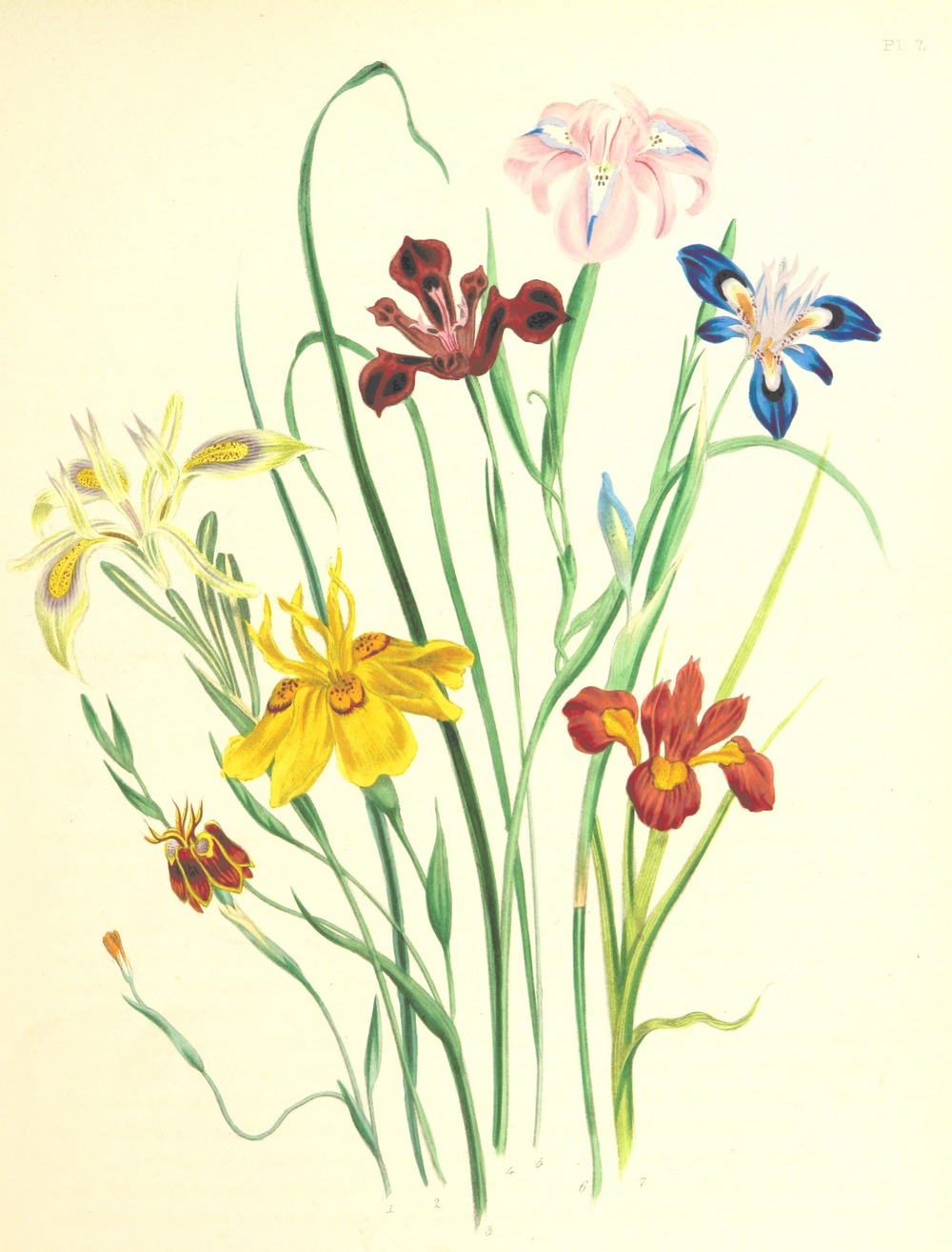 Flowers for Species Page