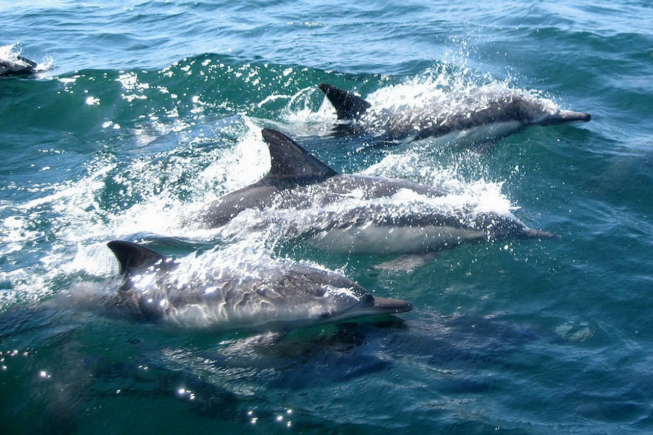 Dolphins chasing
