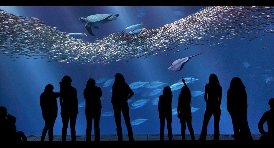 Photo Monterey Bay Aquarium/Randy Wilder