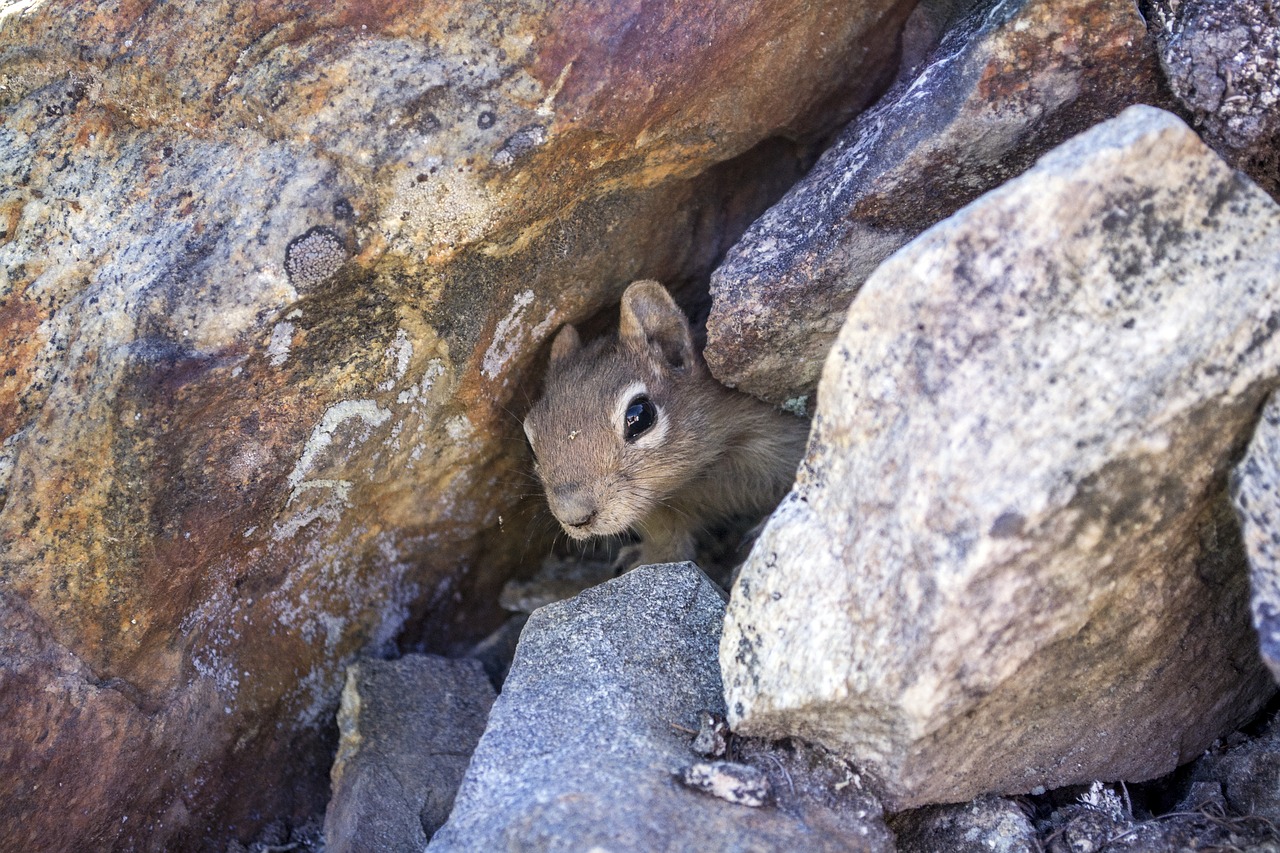 A small chipmunk in its burrow hidden by rocks