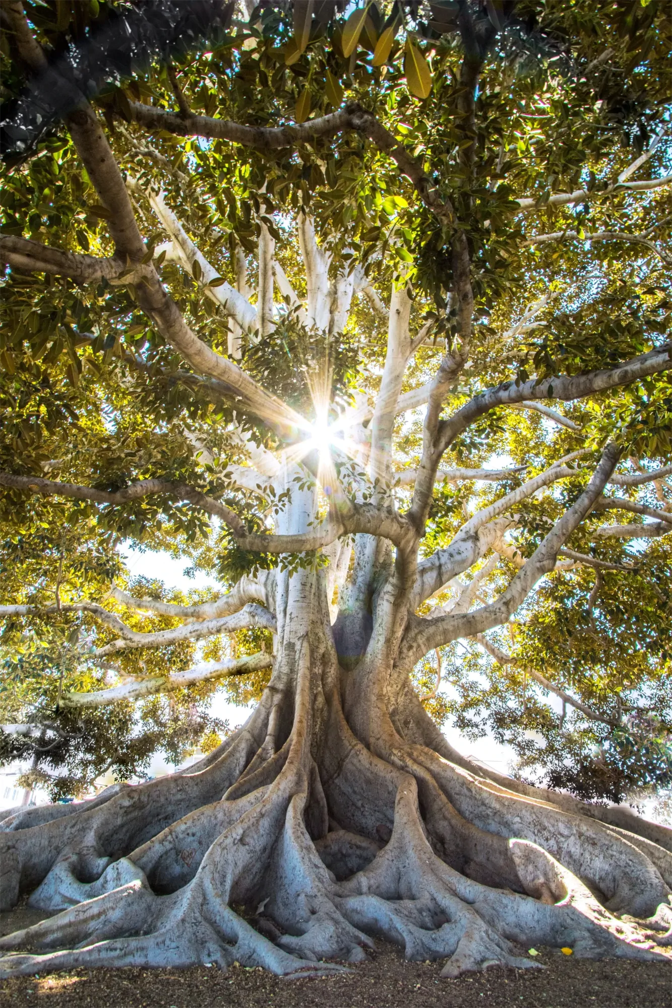 Photograph of an old tree with sun rays in the center of the image.
