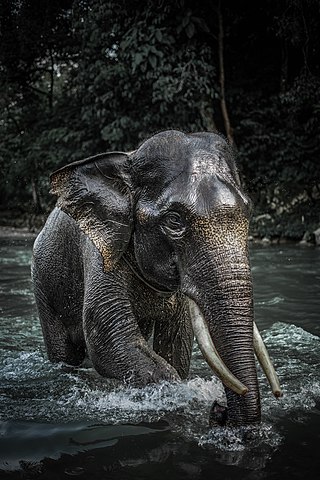 Vuljeac Elephant