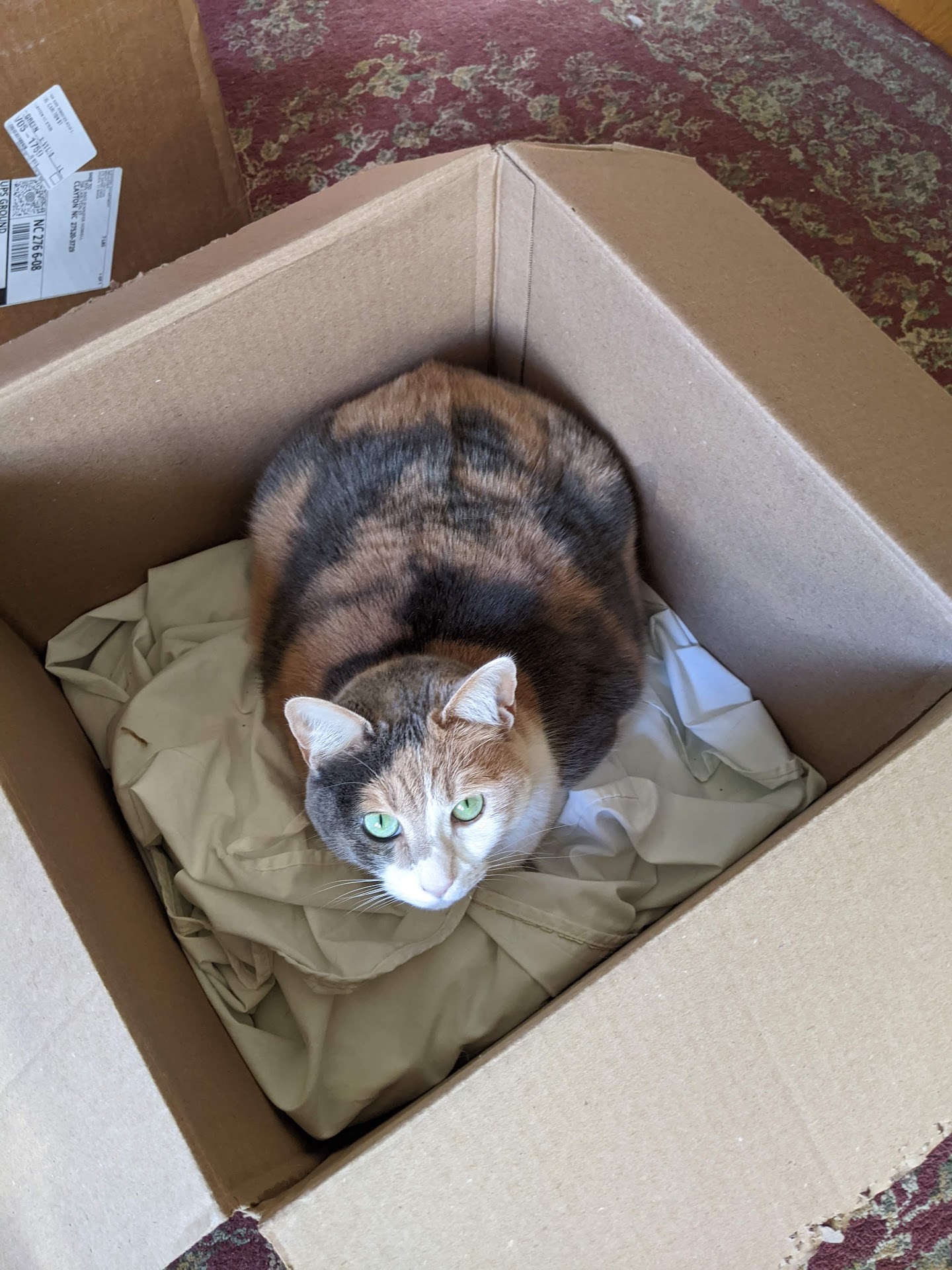 A diluted calico cat sitting in a cardboard box with a white sheet on the inside.