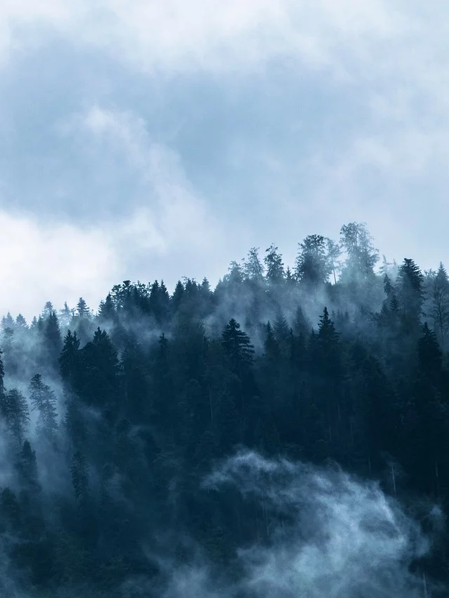 misty forest.png