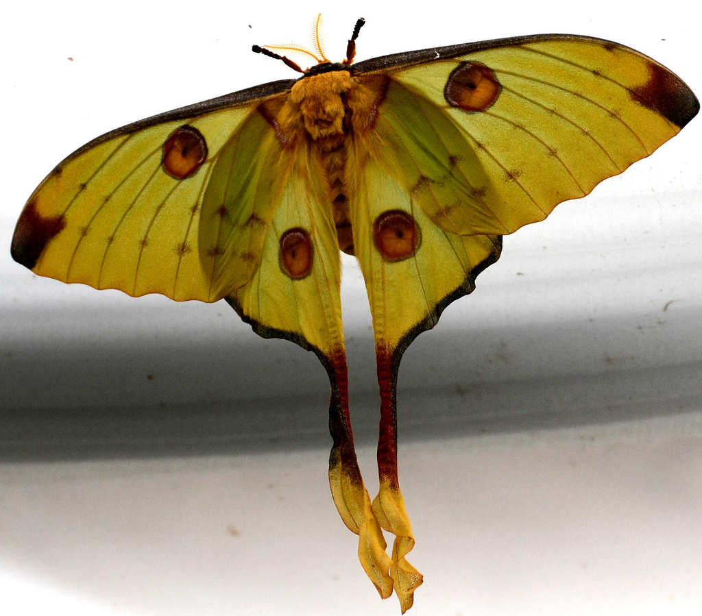 Yellow Jeweled Moth