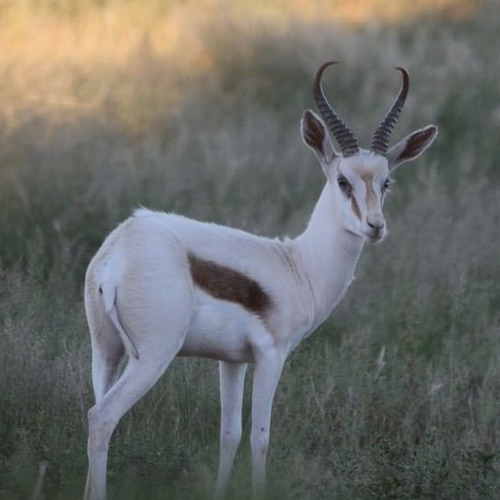 White Gazelle