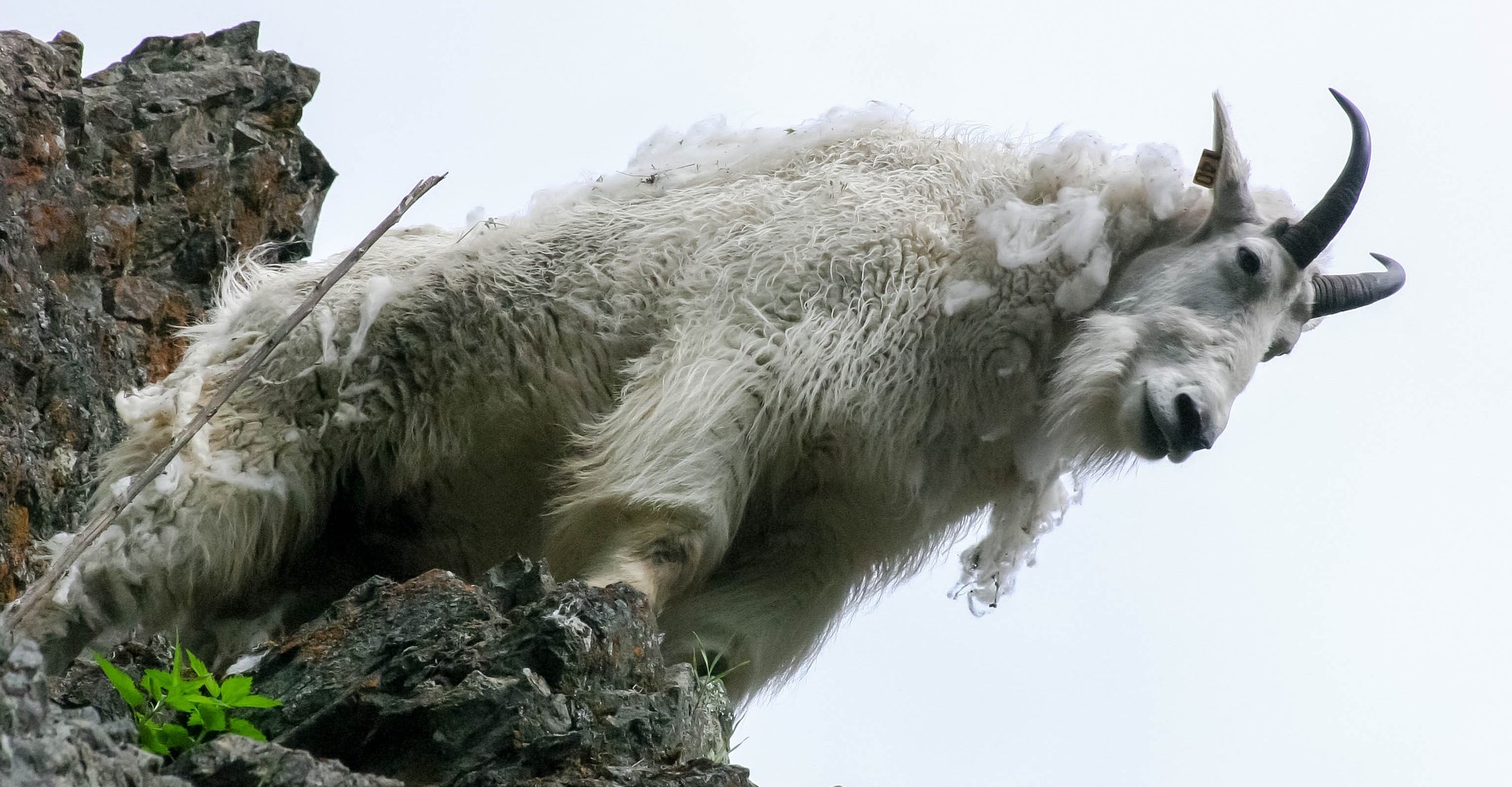 Mountain goat standing on a rocky cliff