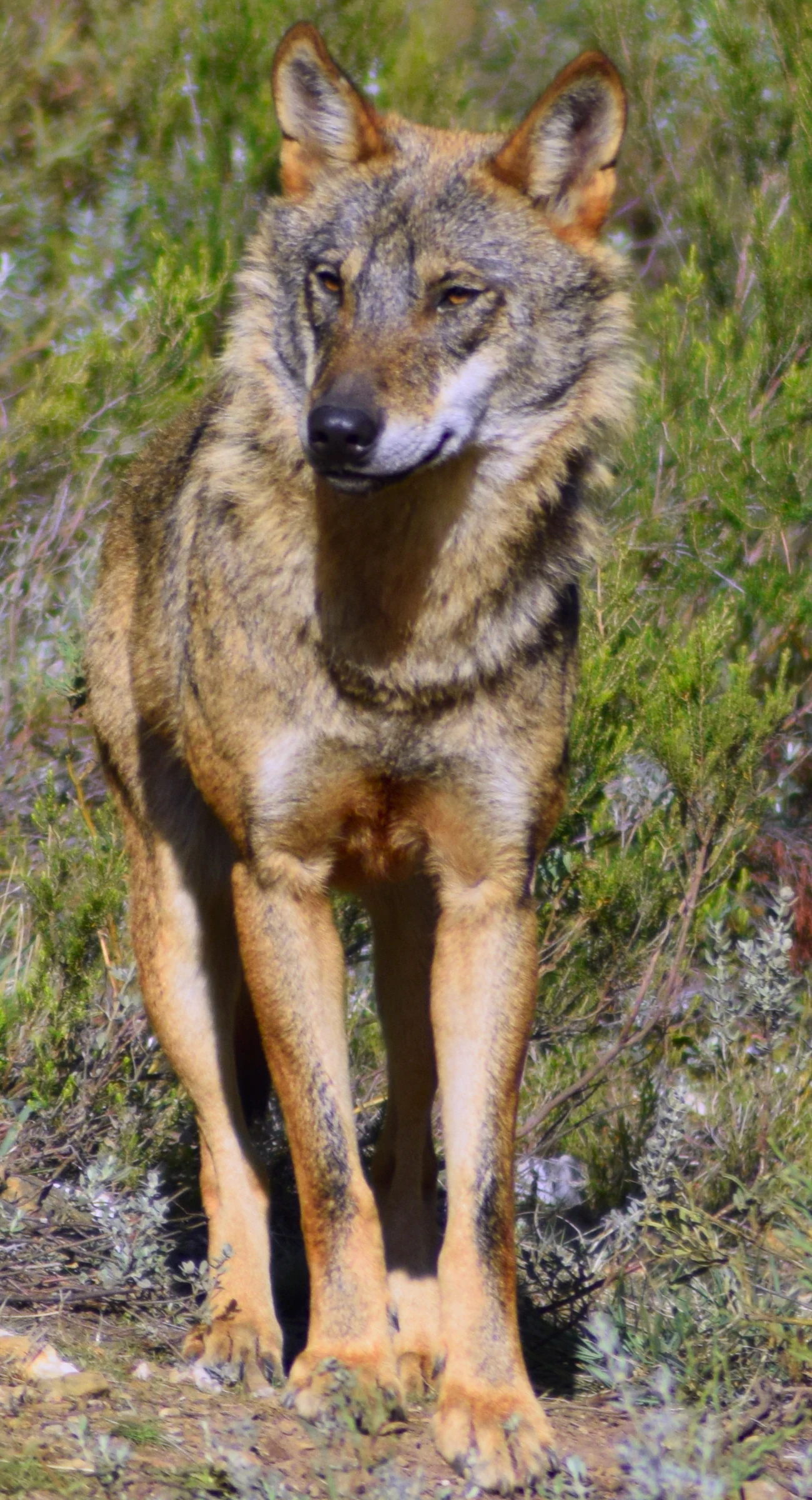 Photograph of an Iberian wolf from the front.