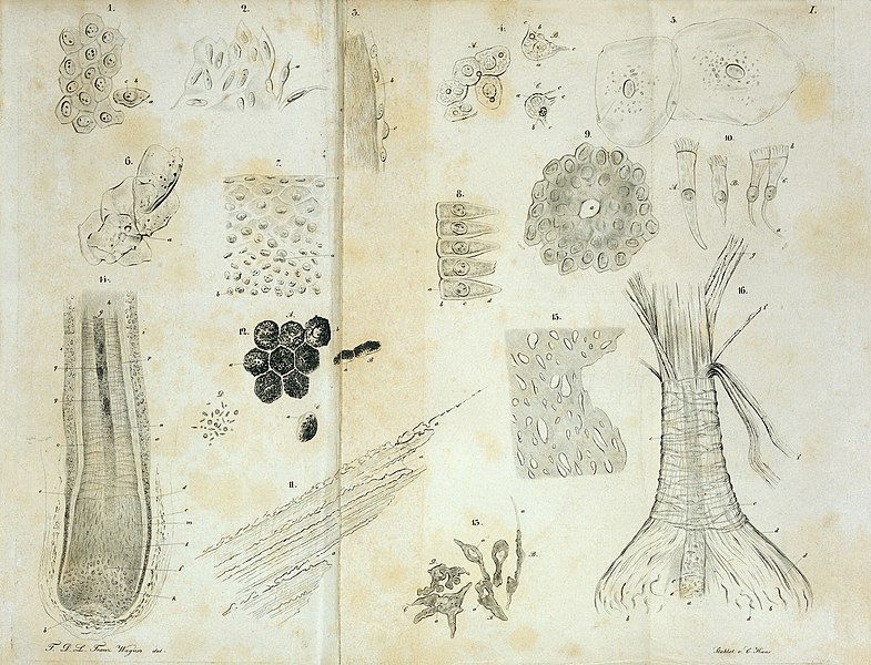 Illustration of Slime Organelles