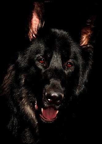 All-black German Shepard Dog