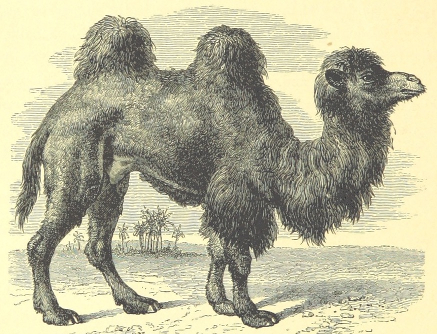 Picryl bactrian camel from 