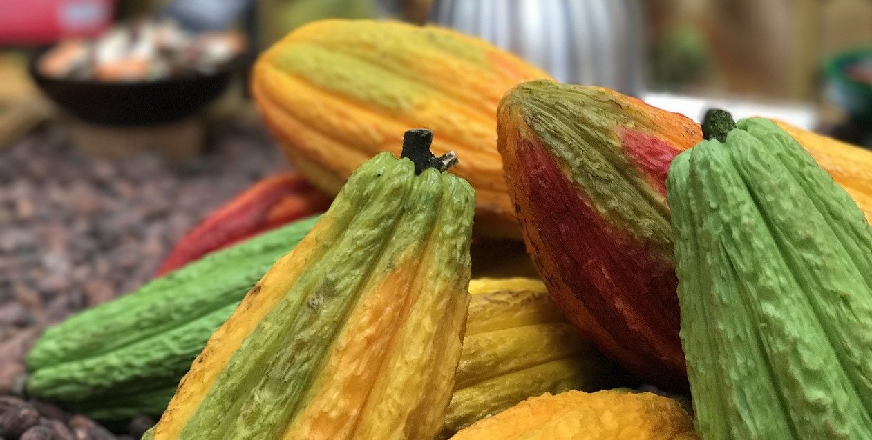 Red, yellow, and green cacao pods