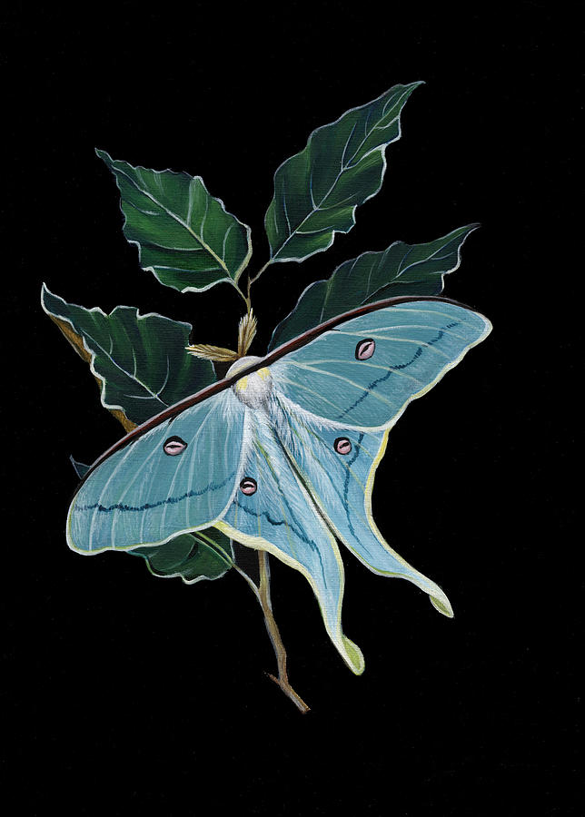 Blue Jeweled Moth
