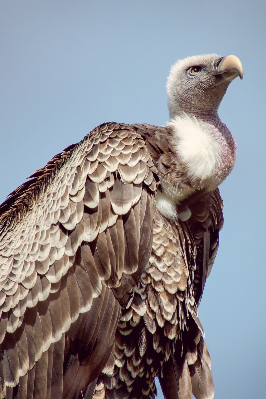 Boltarian Committal Vulture