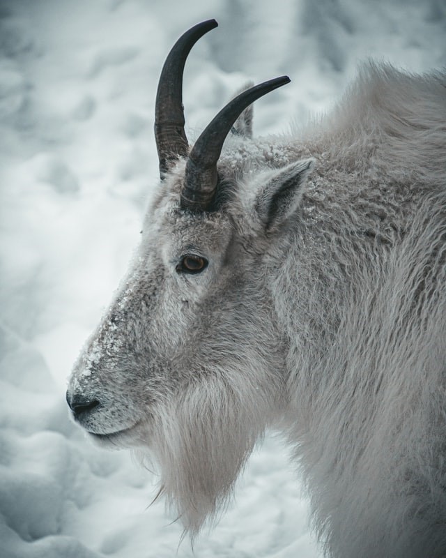 White mountain goat with short, black horns