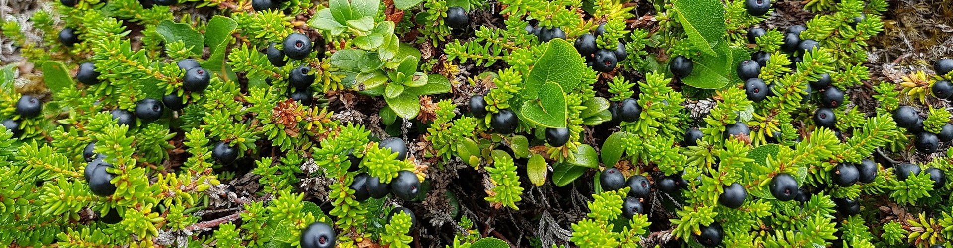 Photograph of green foliage and small, black crowberries
