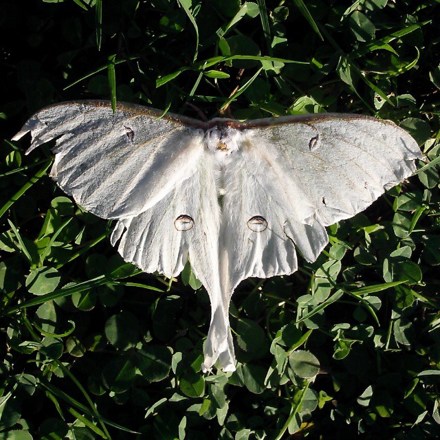 White Jeweled Moth