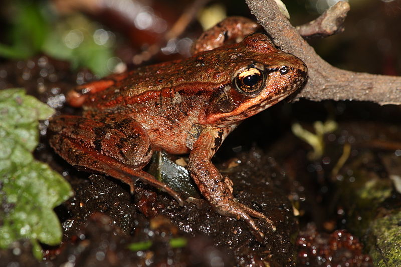 Fogmire Toad