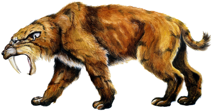 Scimitar Cat 3