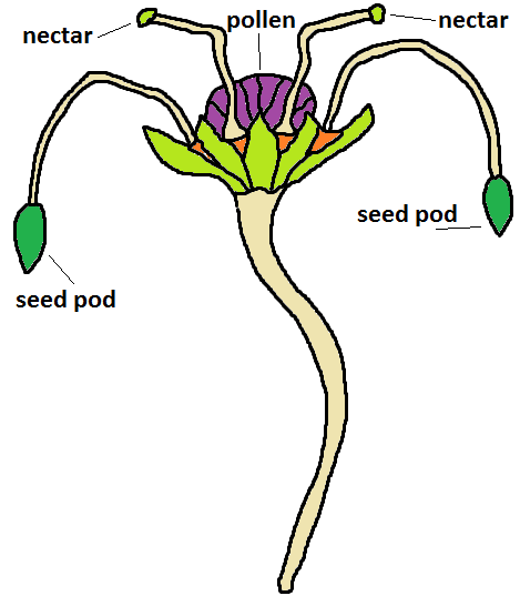 Meladuchis plant