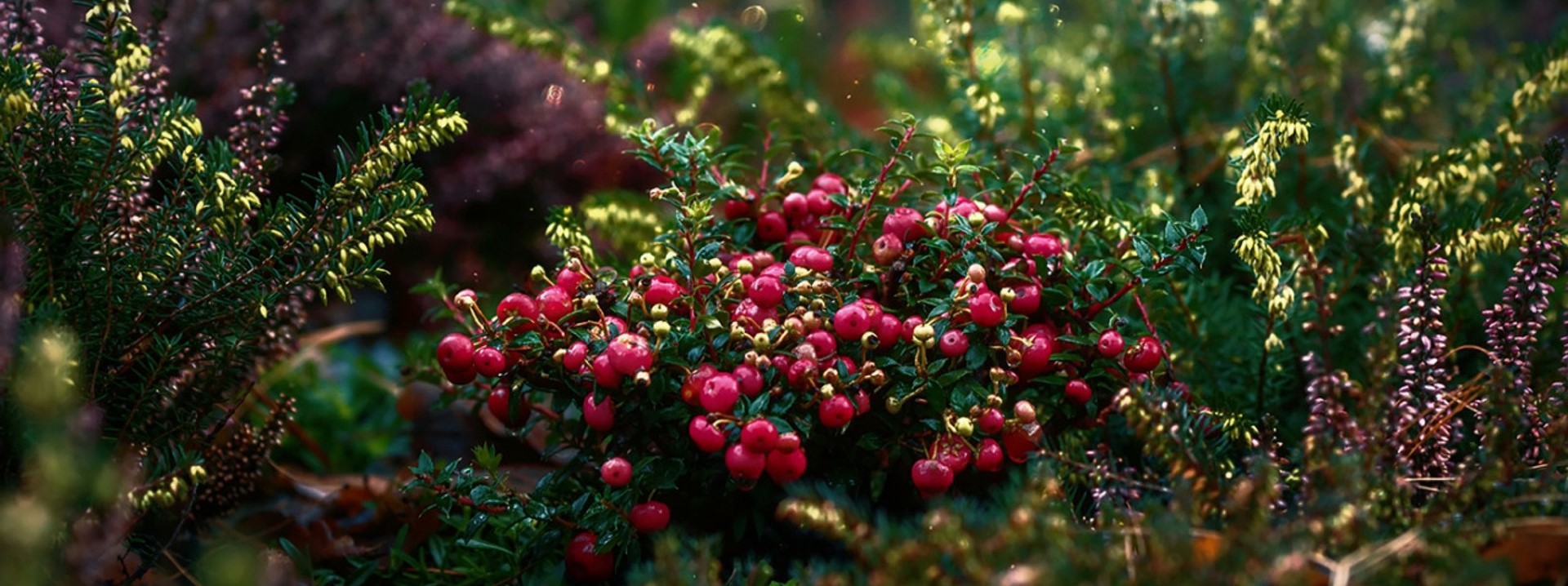 Small red berries (possibly low-bush cranberries) are clustered on a plant close to the ground. Herbs and other plants grow aound it in a soft, afternoon or early morning light.