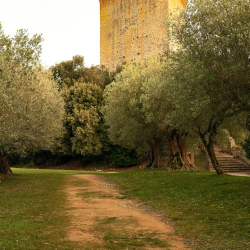 Olive trees line both sides of a garden path that leads to a stone tower in the background. Wide stairs lead up to the door of the tower, hidden behind the trees. The tower extends past the top of the picture.