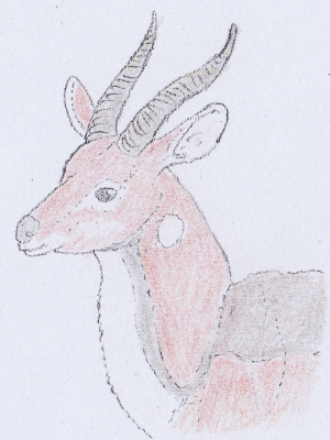 Kilp antelope