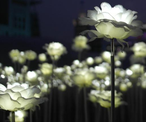 Lunarblooms, white flowers glowing at night-time. Image free for Commercial use, royalty-free, no attribution required