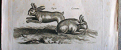 Illustration from a 1655 manuscript of a horned hair