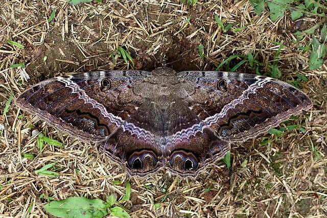 Photograph of a black witch moth