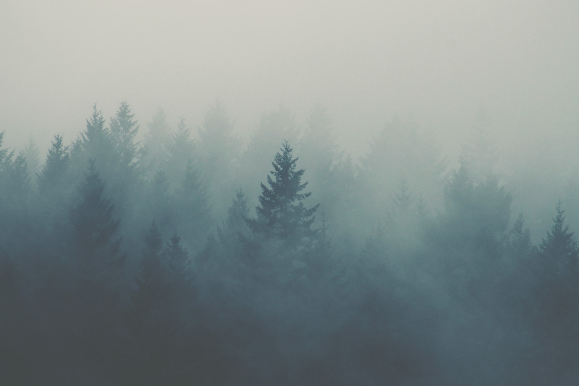 A foggy fir forest with a blue tinge.