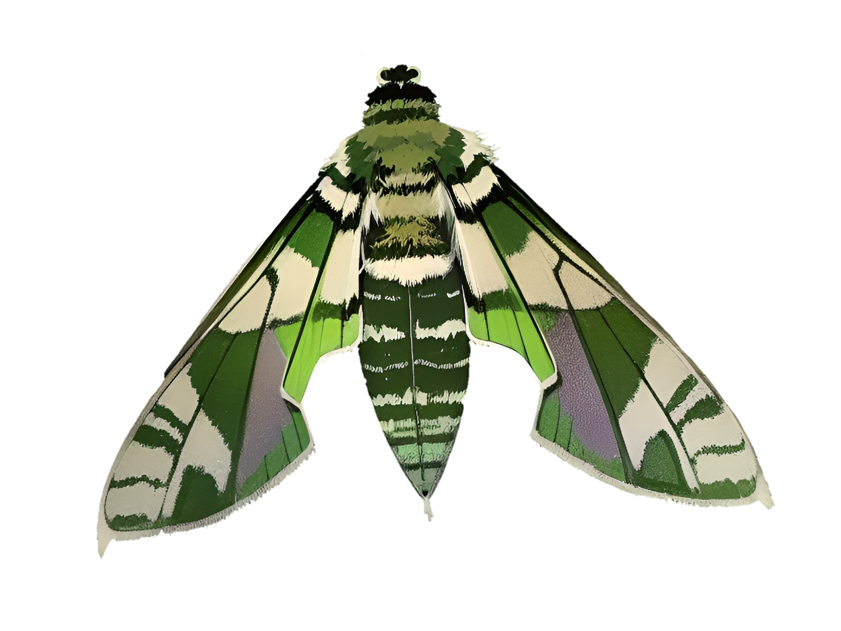 Solar Moth, Nerium