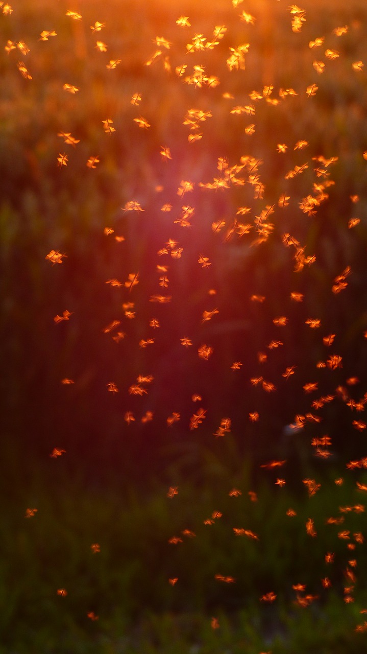 Swarm of midges (small flies)