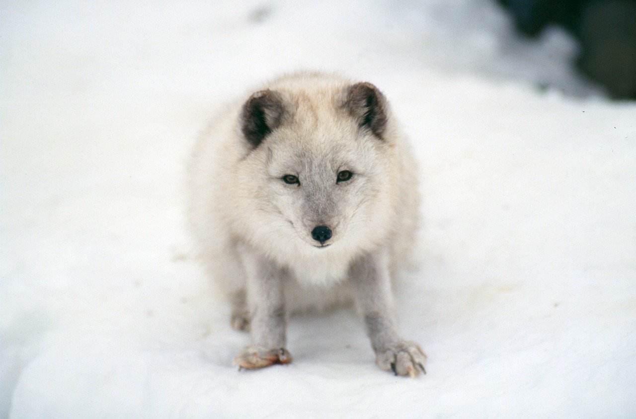Chubby Snow Fox