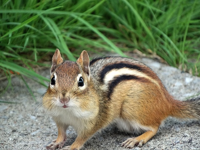 Photograph of chipmunk