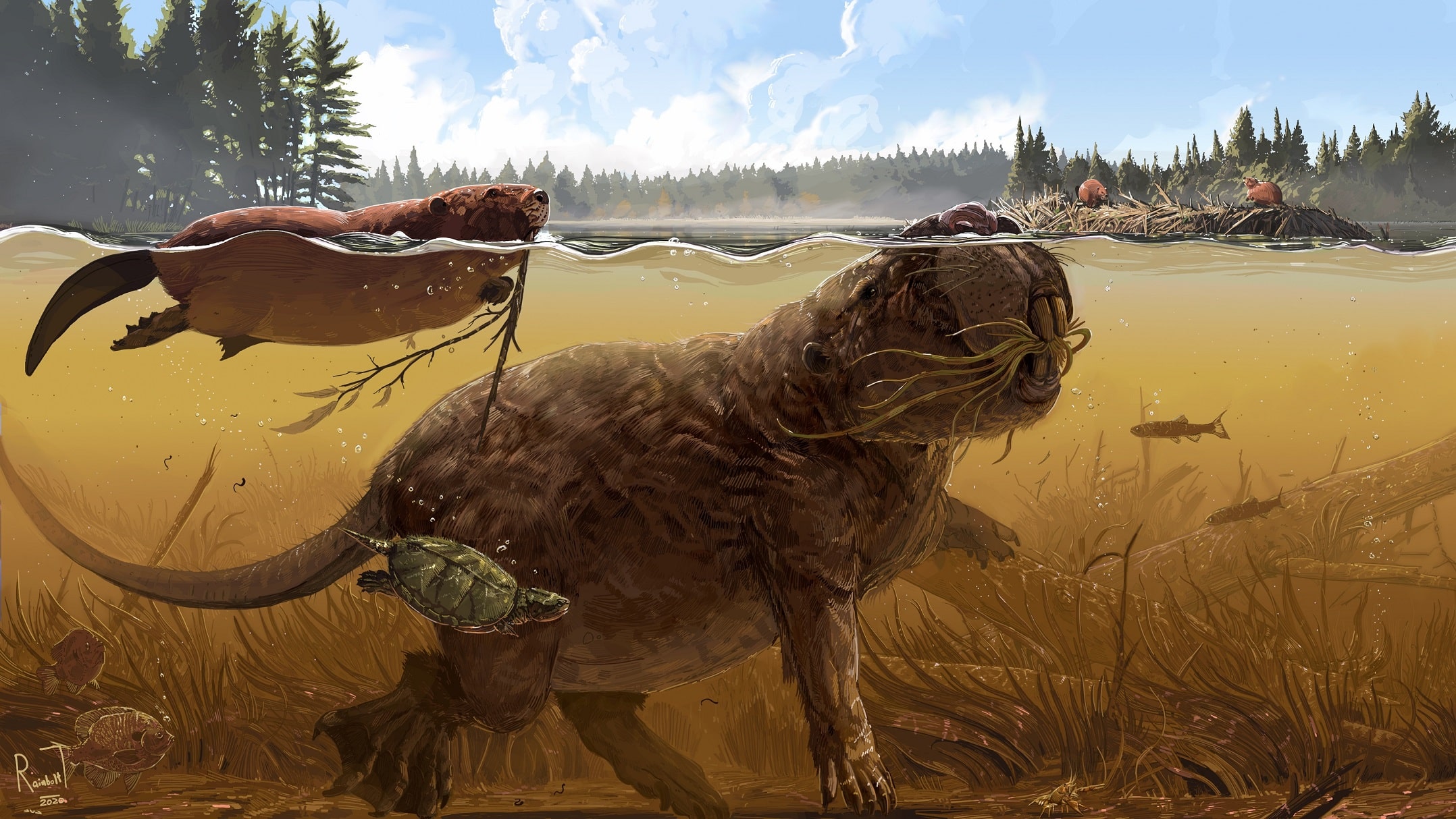 Illustration of a Giant Beaver