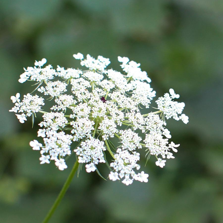 Photograph of the flower of Queen Anne's Lace, also known as wild carrot