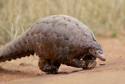 Adorable pangolin crossing its front claws