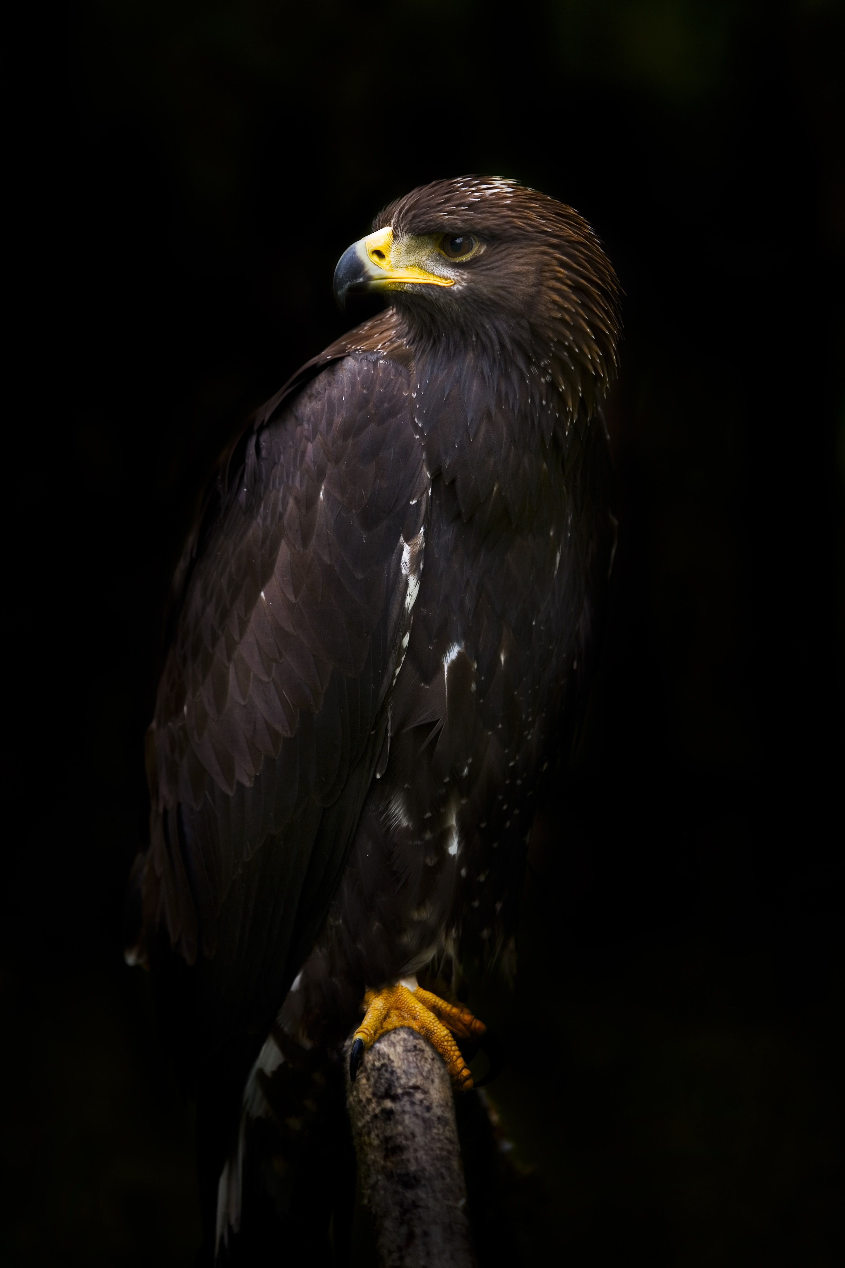 Gilded Eagle